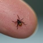 Lyme Disease