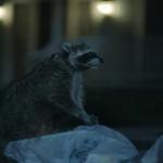 Geico Raccoon