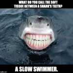 sharkteeth | WHAT DO YOU CALL THE SOFT TISSUE BETWEEN A SHARK'S TEETH? A SLOW SWIMMER. | image tagged in sharkteeth | made w/ Imgflip meme maker