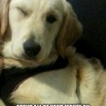 Golden Retriever Winking | BAD RANDOM LIFE TIP #149:; SPEND ALL OF YOUR MONEY ON GOLDEN RETRIEVERS BECAUSE THEY CAN RETRIEVE GOLD AND MAKE YOU RICH. | image tagged in golden retriever winking | made w/ Imgflip meme maker