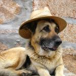 German Shepherd Cowboy