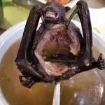 Bat soup meme