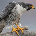 Angry Peregrine Falcon