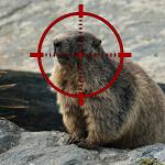 Groundhog in Crosshairs