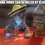 alcohol cat | CORONA VIRUS CAN BE KILLED BY ALCOHOL | image tagged in alcohol cat | made w/ Imgflip meme maker