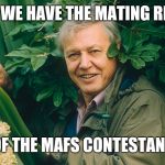 David Attenborough A life on Earth | HERE WE HAVE THE MATING RITUAL; OF THE MAFS CONTESTANT | image tagged in david attenborough a life on earth | made w/ Imgflip meme maker