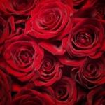 red roses