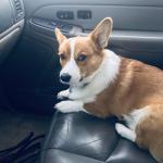 Suspicious Dog In Car
