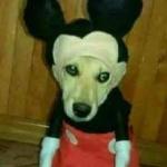 Cursed Mickey Dog meme