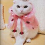 Princess Cat