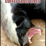 coffee meme | COFFEE SAVES LIVES; JUST ASK MY CONSORT. | image tagged in coffee meme | made w/ Imgflip meme maker