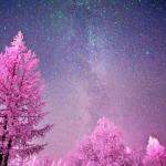 Pink Trees Galaxy meme