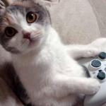 Gaming cat