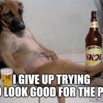 Funny Dog | I GIVE UP TRYING TO LOOK GOOD FOR THE PIC | image tagged in funny dog | made w/ Imgflip meme maker
