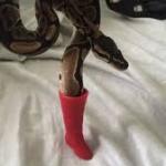 Snake with boot