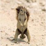 Blind Squirrel Nuts