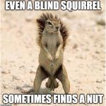 Blind Squirrel Nuts | EVEN A BLIND SQUIRREL; SOMETIMES FINDS A NUT | image tagged in blind squirrel nuts | made w/ Imgflip meme maker