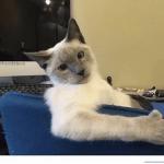 cattitude
