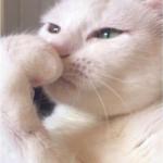 Deep Thoughts White Cat meme
