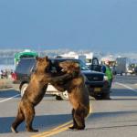 Fighting bears on the road