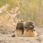 Owl with stick