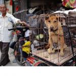 China man sells dog doge