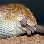 Arabian Sand Boa eating