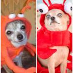 Dogs Crab Same Outfit
