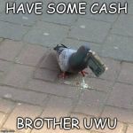 Clever pidgeon | HAVE SOME CASH; BROTHER UWU | image tagged in clever pidgeon | made w/ Imgflip meme maker