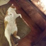 lazy fat cat
