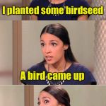Nothing like a fresh bird right out of the garden | I planted some birdseed; A bird came up; Now I don’t know what to feed it | image tagged in bad pun ocasio-cortez,bird,seeds | made w/ Imgflip meme maker