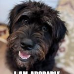 Cute dog wants nap buddy | BE  MY  PILLOW? I  AM  ADORABLE  SPACE  HEATER. | image tagged in cute black dog,zeppelin,funny dogs | made w/ Imgflip meme maker