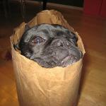 Dog in a Bag