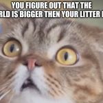 YOU FIGURE OUT THAT THE WORLD IS BIGGER THEN YOUR LITTER BOX | image tagged in funny cats | made w/ Imgflip meme maker