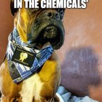 Grumpy Dog | 'I'M BREATHING IN THE CHEMICALS'; GOOD | image tagged in grumpy dog,radioactive,imagine dragons | made w/ Imgflip meme maker