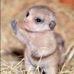 Baby lemurs haz