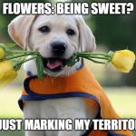Cute dog | FLOWERS: BEING SWEET? OR JUST MARKING MY TERRITORY? | image tagged in cute dog | made w/ Imgflip meme maker