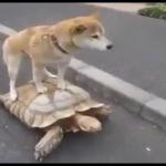 Dog on Tortoise