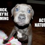Marley 1- act natural | ACT NATURAL; QUICK, THEY’RE COMING | image tagged in marley 1-act natural,dog memes,funny dog memes | made w/ Imgflip meme maker