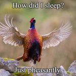Pheasant | How did I sleep? Just pheasantly. | image tagged in pheasant | made w/ Imgflip meme maker