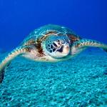 Doubtful Sea Turtle