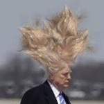 Trump Hair