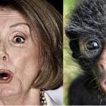 Pelosi/monkey meme