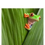 Frog peeking out from leaf meme