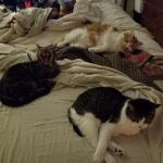 Cats on the bed