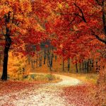 Autumn | image tagged in autumn | made w/ Imgflip meme maker