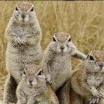 Squirrel gang