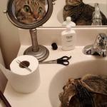 bathroom_cat