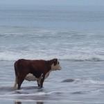 Cow gazing at ocean