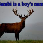 stag deer | True story; Bambi is a boy's name | image tagged in stag deer | made w/ Imgflip meme maker